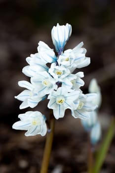 Striped Squill flower close up.