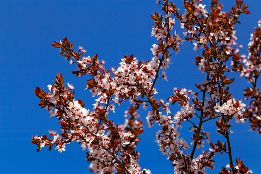 Flowering plum branches against the blue sky, spring flowering