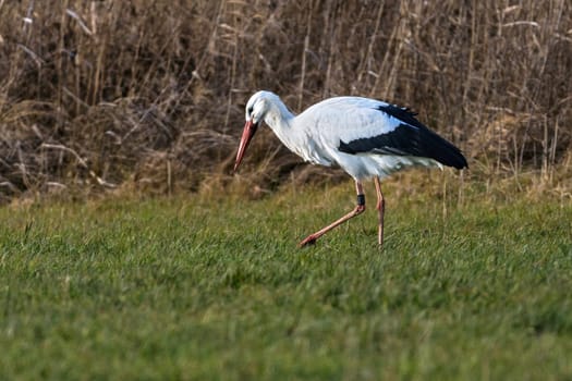 A white stork is looking for food, at foraging in a meadow