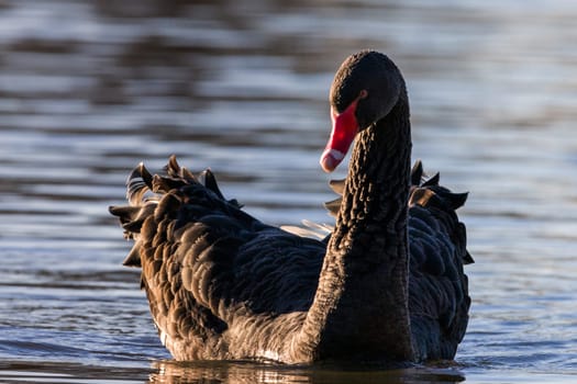 Black swan swims on a lake in the evening sun