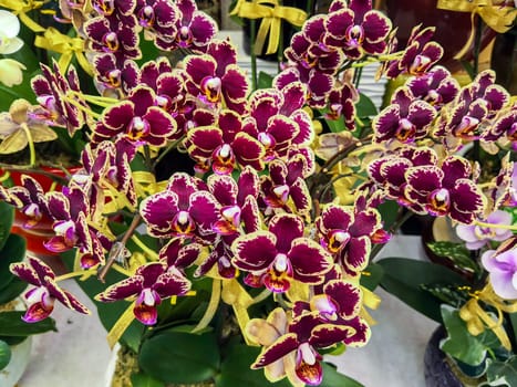 Orchids in a flower shop, China, Hong Kong