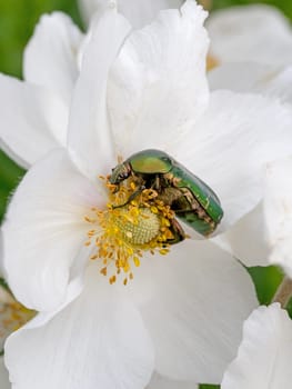 Gold shiny rose beetle on white blossom while eating in front of white background