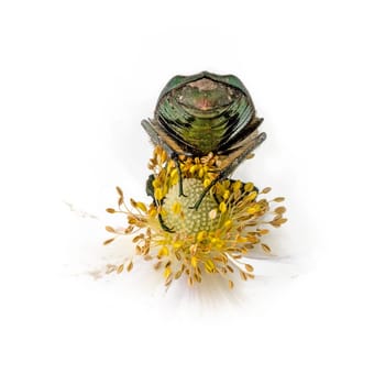 Gold shiny rose beetle on white blossom while eating in front of white background