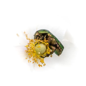 Gold shiny rose beetle on white blossom while eating in front of white background