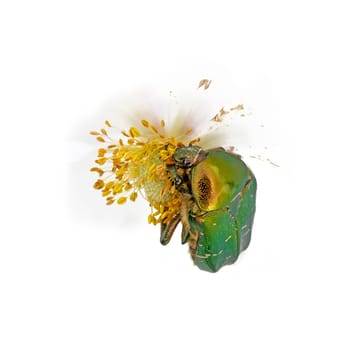 Gold shiny rose beetle on white blossom while eating in front of white background