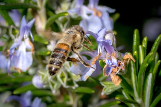 Honeybee in the spring is flying to a rosemary blossom, against blurred background