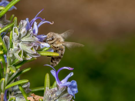Honeybee in the spring is flying to a rosemary blossom, against blurred background and copy space