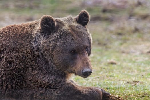 Eurasian brown bear (Ursus arctos arctos), also known as the European brown bear.