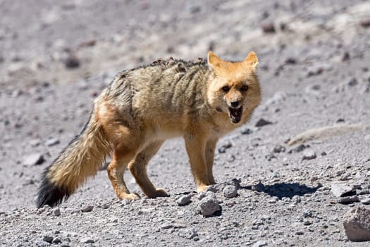 Andean jackal (Lycalopex culpaeus) also Andean fox,Altiplano,altitude 4,128 m,Bolivia