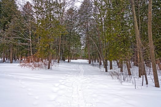 Snowshoe tracks Through a Winter Woodland in Peninsula State Park in Wisconsin