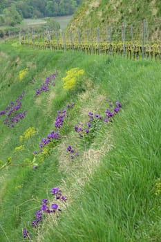 Yellow woad and blue iris on the vineyard slope near Achkarren in the Kaiserstuhl