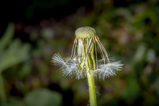 Ripe dandelion Seed Blossom in front of soft blurred green background