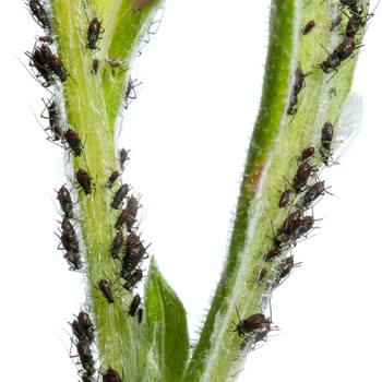 Aphids partly with wings suck on a plant stem in front of white background