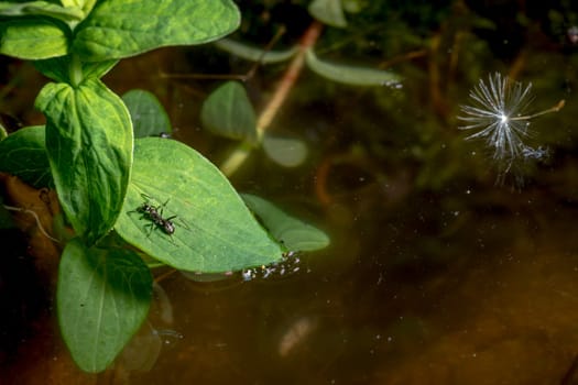 Ant sits on a leaf floating in a dark pond with dandelion seeds.