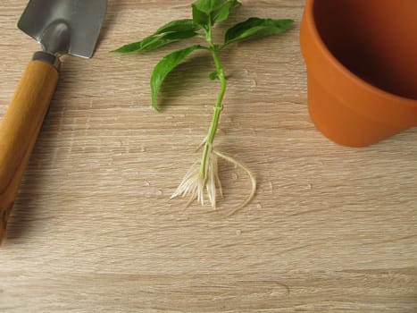 Basil shoot with roots for regrow herbs