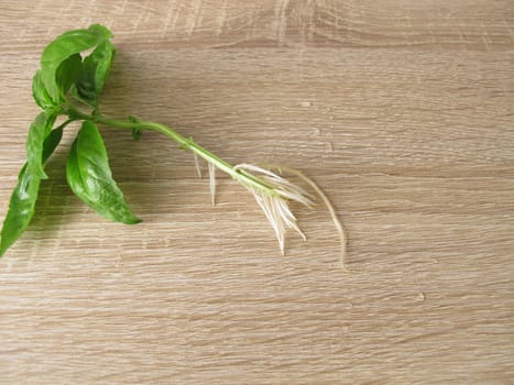 Basil shoot with roots for regrow herbs