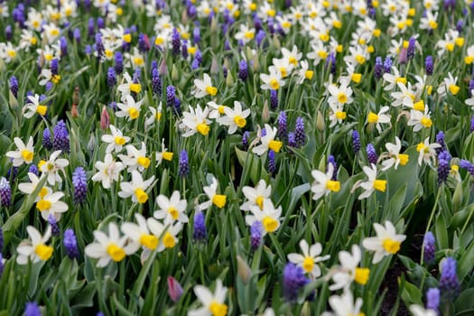 Daffodils on a city bed, spring flowering
