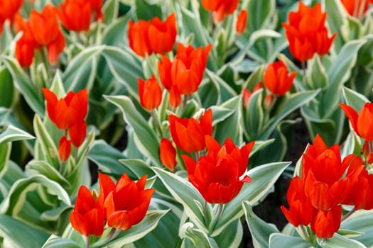 The first tulips in the flower bed in spring