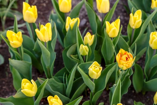 Tulips blooming in the city bed, spring flowering