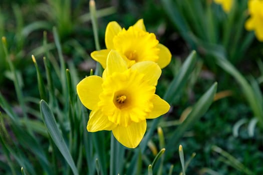 first daffodils in the flower bed in spring
