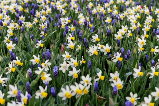 Daffodils on a city bed, spring flowering