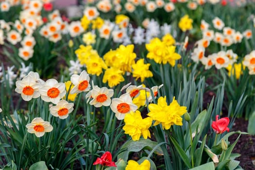 Daffodils on a city bed, spring flowering