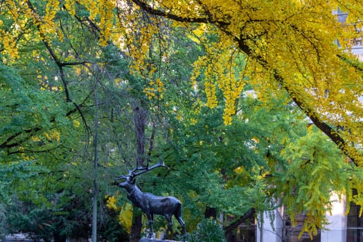 Thompson Elk in downtown Portland, Oregon with beautiful yellow and green foliage