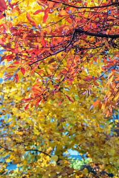 Red and yellow foliage in autumn in Portland, Oregon