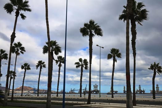 Palm trees in Las Palmas de Gran Canaria