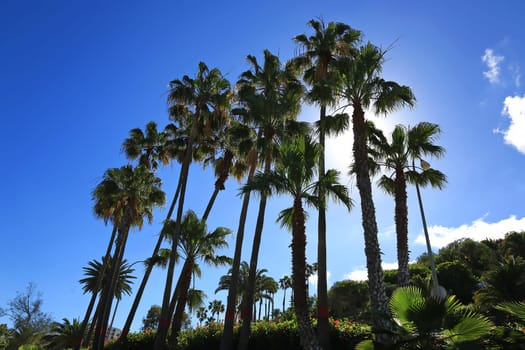 Palm trees in Las Palmas de Gran Canaria