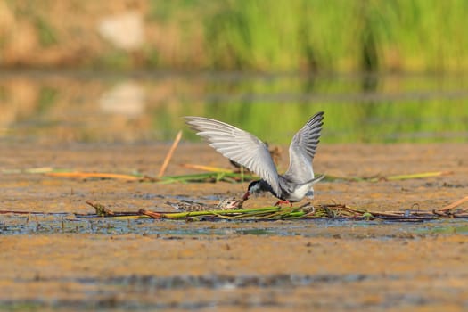 common tern (sterna hirundo) on the nest