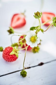 Fresh strawberries, whole and cut in half and white strawberry plant flower on painted wooden table viewed in close-up and selective focus