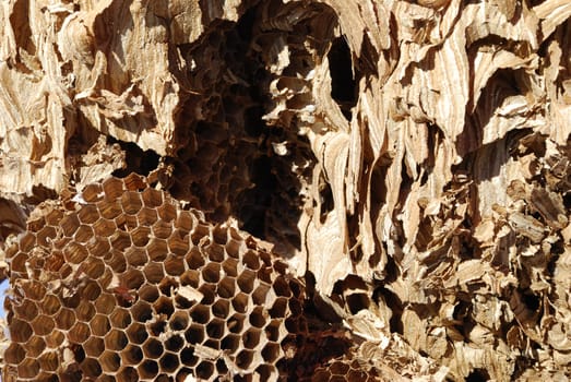 Hornet net insects die biodiversity vespa crabro hexagon petition Hornissennest