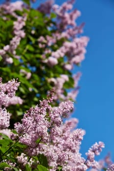 Blooming lilac bush (Syringa ) in spring time. Lilac flowers on background of blue clean sky. Spring background. Design element for greeting card ( Mother's Day, Women's Day, Easter)