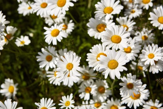 Blooming camomiles flowers in spring time. flowers background. Spring (summer) background. Design element for greeting card ( Mother's Day, Women's Day, Easter)