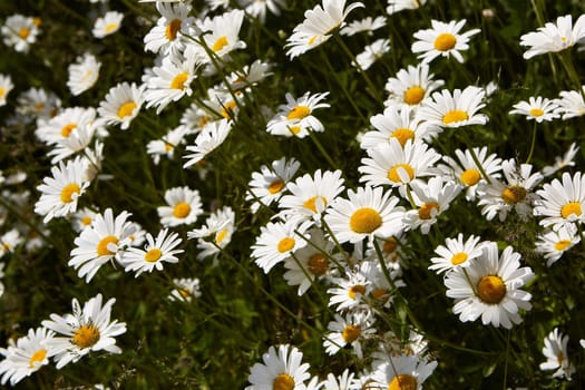 Blooming camomiles flowers in spring time. flowers background. Spring (summer) background. Design element for greeting card ( Mother's Day, Women's Day, Easter)