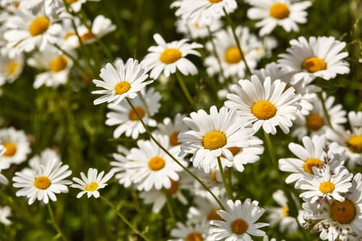 Blooming camomiles flowers in spring time. flowers background. Spring (summer) background. Design element for greeting card ( Mother's Day, Women's Day, Easter)