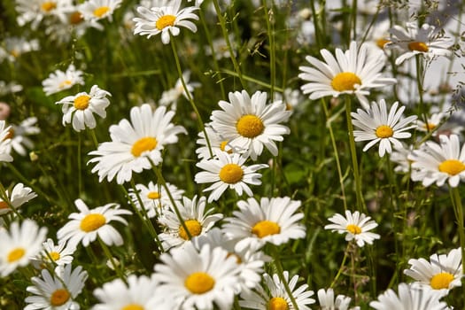 Blooming camomiles flowers in spring time. flowers background. Spring (summer) background. Design element for greeting card ( Mother's Day, Women's Day, Easter)