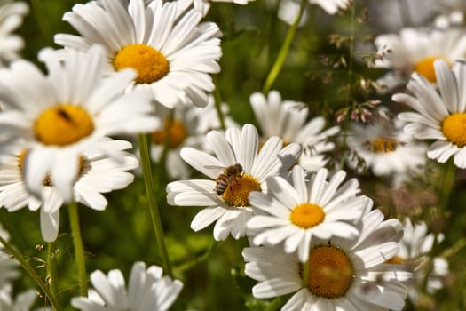 Blooming camomiles flowers in spring time. flowers background. Spring (summer) background. Design element for greeting card ( Mother's Day, Women's Day, Easter)