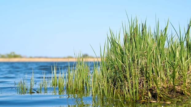 Grass (sedge) on the shore of a lake in a nature reserve near Magdeburg