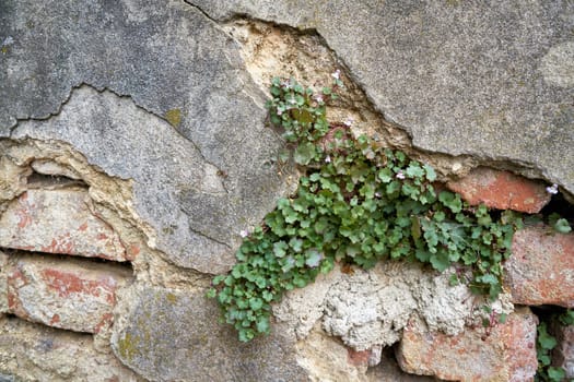 dilapidated wall with plants in the old town of Karlovy Vary in the Czech Republic