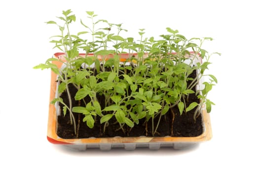 tomato seedlings in plactic box on white background