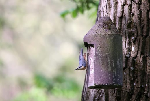 Nuthatch Sitta europaea upside down at an artificial nesting cavity