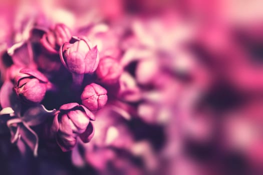 Purple lilac flowers background