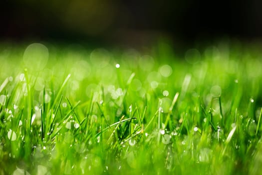 green grass with water drops in sunlight