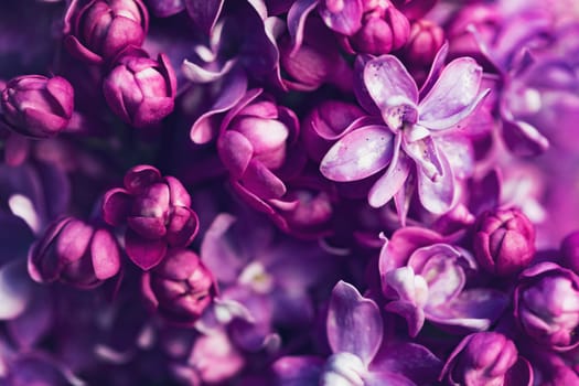 Purple lilac flowers background