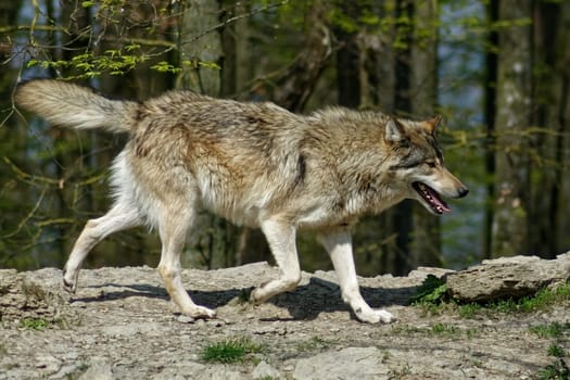Timberwolf
