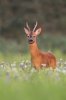 Vertial composition of roe deer, capreolus capreolus, buck in summer between flowers in nature. Wild animal in natural environment