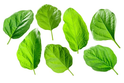 Eggplant, aubergine or brinjal leaves (Solanum melongena foliage)