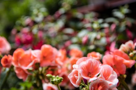 Spring flower background. Closeup of beautiful fresh orange pink sunny flower background texture with selective focus. Card concept mother, valentine or other holidays.